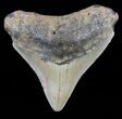 Juvenile Megalodon Tooth - North Carolina #59175-1